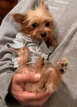 Rescue Yorkshire Terrier Dogs for Adoption in Ann Arbor, Michigan - London | PetCurious