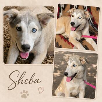 Sheba (foster to adopt) -  Husky and Labrador Retriever Dog for Adoption - Sheba (foster To Adopt) | PetCurious