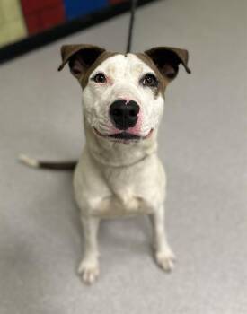 Pit Bull Terrier and Mixed Breed Dogs Available for Adoption in Indianapolis, Indiana - LIBBY | PetCurious