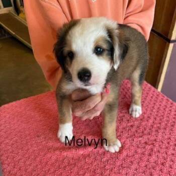 Melvyn (M Litter) -  Mixed Breed Dog for Adoption - Melvyn (M Litter) | PetCurious