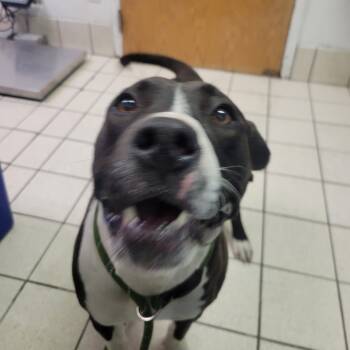 Rescue Mixed Breed Dogs for Adoption in Charleston, West Virginia - Flinstone | PetCurious