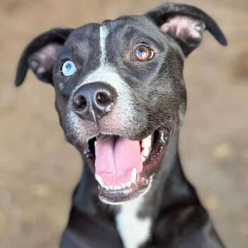 Rescue Catahoula Leopard Dog and Mixed Breed Dogs for Adoption in Wadena, Minnesota - Harper Lea Tucker | PetCurious