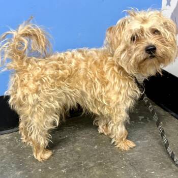 Hugo-James 08-1106 -  Poodle and Cairn Terrier Dog for Adoption in Tyrone, Georgia - Hugo-James 08-1106 | PetCurious