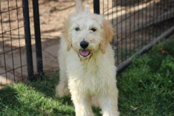 Golden Retriever and Poodle Dogs Available for Adoption in Gorham, Maine - Snapdragon Bloom | PetCurious
