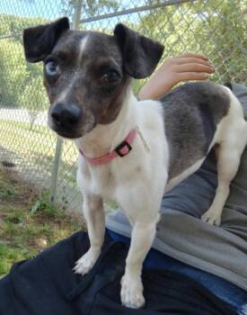 Sassy -  Mixed Breed Dog for Adoption in Osseo, Michigan - Sassy | PetCurious
