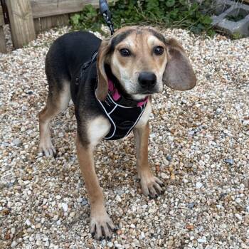 Rescue Beagle Dogs for Adoption in Ellicott City, Maryland - PO | PetCurious