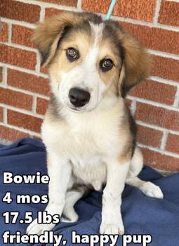 Bowie -  Golden Retriever and Australian Shepherd Dog for Adoption in Bull Valley, Illinois - Bowie | PetCurious