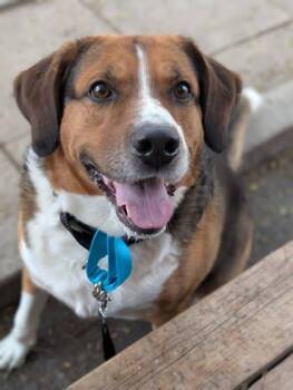Benji -  Mixed Breed Dog for Adoption in Montreal, Quebec - Benji | PetCurious