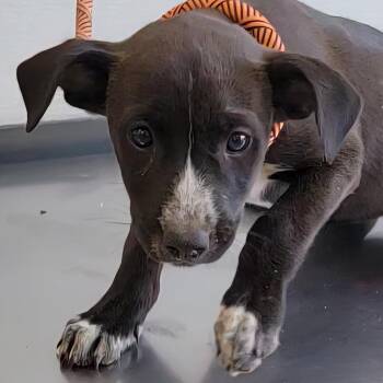 924 (2026) Cheeto -  Cattle Dog and Mixed Breed Dog for Adoption in Parker, Colorado - 924 (2026) Cheeto | PetCurious