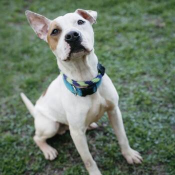 Sven -  Pit Bull Terrier Dog Available for Adoption in Philadelphia, Pennsylvania - Sven | PetCurious
