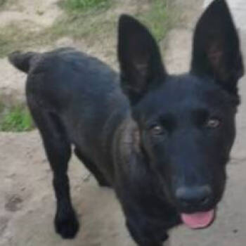 Rescue Dutch Shepherd Dogs for Adoption in San Diego, California - Vader | PetCurious