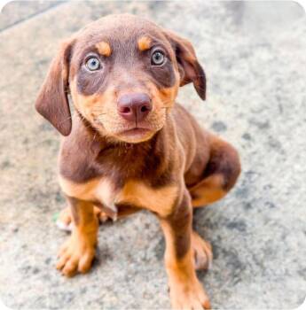 Megan Keller -  Mixed Breed Dog Available for Adoption in Groveland, Massachusetts - Megan Keller | PetCurious