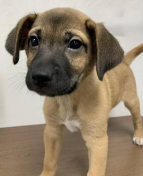 Rescue Shepherd Dogs for Adoption in Ottawa Hills, Ohio - Nashville Hot | PetCurious