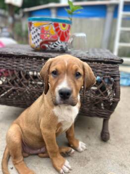 Rex -  Labrador Retriever and Rottweiler Dog for Adoption in Kannapolis, North Carolina - Rex | PetCurious