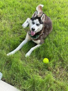 Rescue Husky and Mixed Breed Dogs for Adoption in Fort Worth, Texas - Genesis | PetCurious