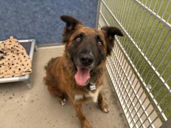 ATLAS -  German Shepherd Dog and Mixed Breed Dog for Adoption in Loveland, Colorado - ATLAS | PetCurious