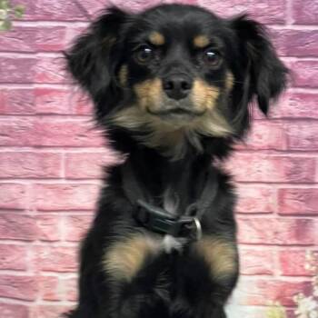Poppy -  Chihuahua and Mixed Breed Dog for Adoption in Fort Collins, Colorado - Poppy | PetCurious