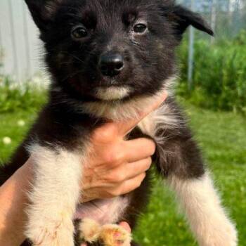 Crispy -  Shepherd and Husky Dog for Adoption in King City, Ontario - Crispy | PetCurious