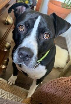 Rescue Labrador Retriever Dogs for Adoption in Dallas, Texas - Duke | PetCurious