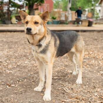 German Shepherd Dog Dogs Available for Adoption in Williston, Vermont - Minnie | PetCurious