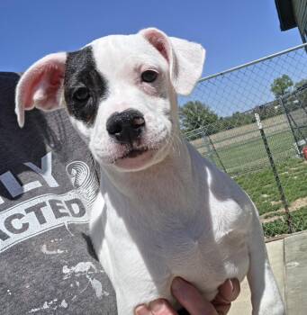 Jack Russell Terrier and English Pointer Dogs Available for Adoption in Terre Haute, Indiana - Drake | PetCurious