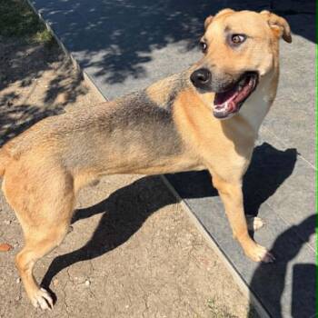 DUKE NEEDS FOSTER OR ADOPTER -  German Shepherd Dog and Labrador Retriever Dog for Adoption in Kaufman, Texas - DUKE NEEDS FOSTER OR ADOPTER | PetCurious
