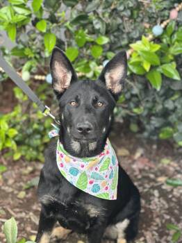 Australian Shepherd and Dutch Shepherd Dogs Available for Adoption in South El Monte, California - MORTISHA | PetCurious