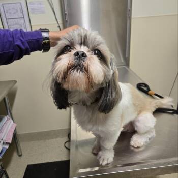 Carmine aka Pablo -  Shih Tzu Dog for Adoption in Briarcliff Manor, New York - Carmine Aka Pablo | PetCurious