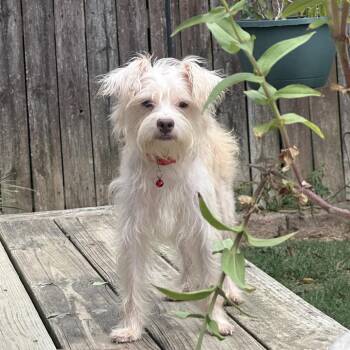 Bertie -  Terrier Dog for Adoption in Prospect, Kentucky - Bertie | PetCurious