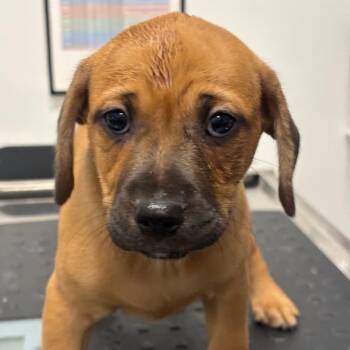 Patchy (DK GRN) -  Catahoula Leopard Dog and Mixed Breed Dog for Adoption in League City, Texas - Patchy (DK GRN) | PetCurious
