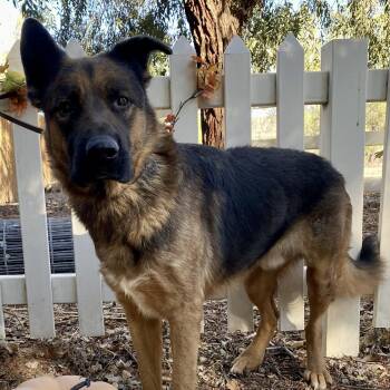 Tye -  German Shepherd Dog Dog for Adoption in Naperville, Illinois - Tye | PetCurious