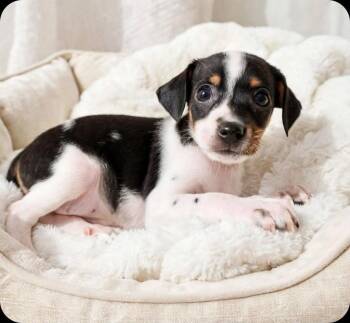 Elise -  Chihuahua and Rat Terrier Dog for Adoption in Humble, Texas - Elise | PetCurious