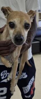 CHEETO -  Chihuahua and Mixed Breed Dog for Adoption in Killeen, Texas - CHEETO | PetCurious