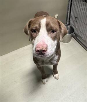 Ken - URGENT -  Pit Bull Terrier and Labrador Retriever Dog for Adoption in Thousand Oaks, California - Ken - URGENT | PetCurious