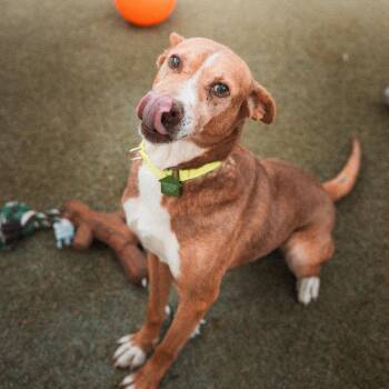 Yuna -  Terrier Dog for Adoption in San Diego, California - Yuna | PetCurious