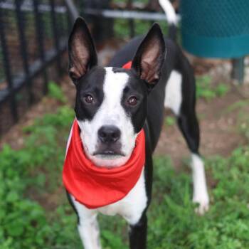 LUCITA -  Terrier Dog for Adoption in San Antonio, Texas - LUCITA | PetCurious