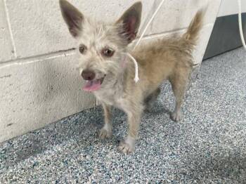 THELMA -  Terrier Dog for Adoption in Long Beach, California - THELMA | PetCurious