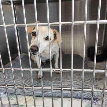 Dustin -  Dachshund Dog for Adoption in Kingman, Arizona - Dustin | PetCurious
