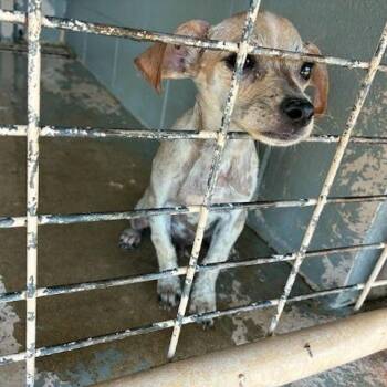 Cowboy -  Chihuahua Dog for Adoption in Austin, Texas - Cowboy | PetCurious