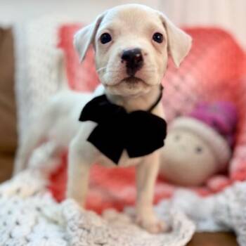 Jessie Marshmallow Toy Story -  Jack Russell Terrier and Labrador Retriever Dog for Adoption in Friendswood, Texas - Jessie Marshmallow Toy Story | PetCurious