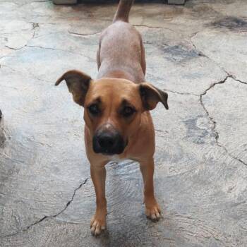 Chata -  Rhodesian Ridgeback and None Dog for Adoption in San Diego, California - Chata | PetCurious