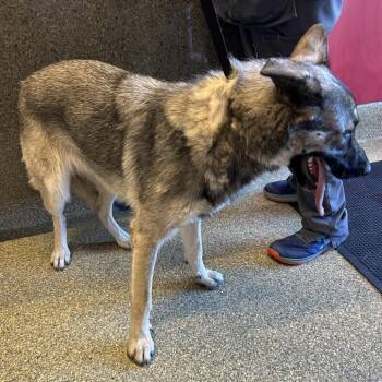 IVHS-Stray-139875 -  Shepherd Dog for Adoption in San Gabriel, California - IVHS-Stray-139875 | PetCurious