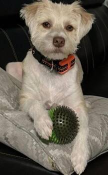 Lucas -  Poodle Dog for Adoption in Bridgewater, New Jersey - Lucas | PetCurious