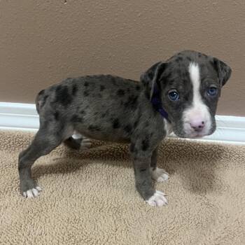 Ricotta (purple collar) -  Catahoula Leopard Dog Dog for Adoption in Baton Rouge, Louisiana - Ricotta (purple Collar) | PetCurious