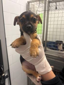 Pegasus -  Dachshund and Chihuahua Dog for Adoption in Houston, Texas - Pegasus | PetCurious