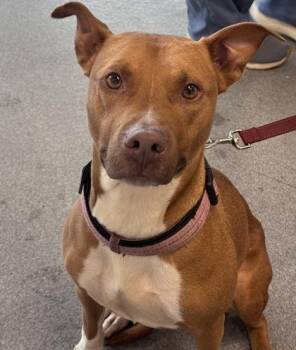 Little Lady -  Mixed Breed Dog for Adoption in West Chester, Pennsylvania - Little Lady | PetCurious