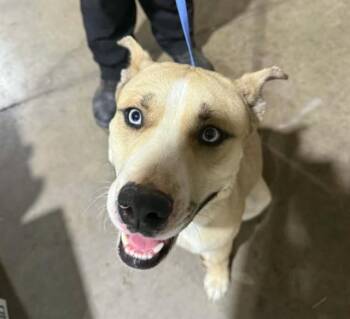 Siberian Husky and Pit Bull Terrier Dogs Available for Adoption - MUFASA | PetCurious