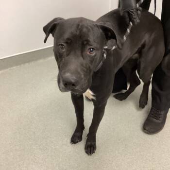 Rescue Black Labrador Retriever and Pit Bull Terrier Dogs for Adoption in Abilene, Texas - Diamond | PetCurious