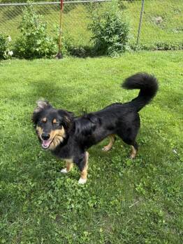 1144 Bucky -  Australian Shepherd Dog for Adoption in Ringwood, Illinois - 1144 Bucky | PetCurious