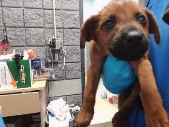 Pit Bull Terrier Dogs Available for Adoption in Tulsa, Oklahoma - FRUIT BUCKET | PetCurious